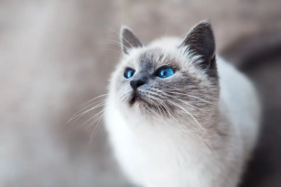 cat looking upward into the sky
