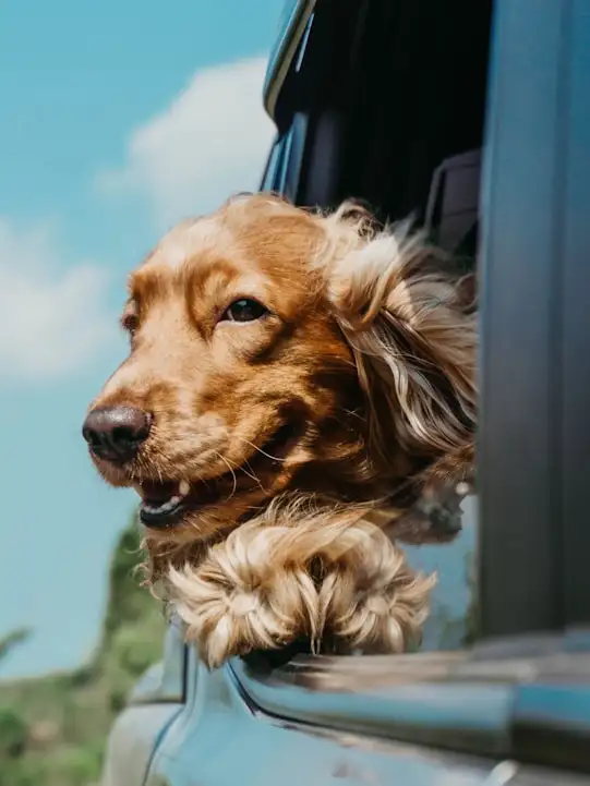 Dog looking out of a car window