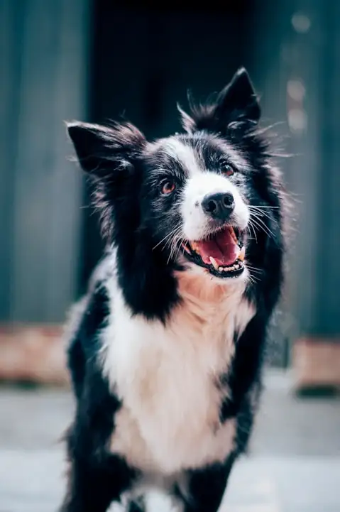 Happy black and white dog